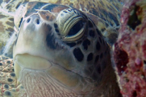Elli, green turtle, adopted by Yvonne Hanker Green turtle, Kuredu Caves, Lhaviyani Atoll, Maldives. Image.