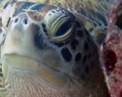 Green turtle, Kuredu Caves, Lhaviyani Atoll, Maldives. Image.