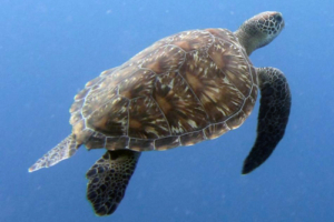 Regula, green turtle, adopted for Regula by Barbara Vassalli Green turtle, Kuredu Caves, Lhaviyani Atoll, Maldives. Image.