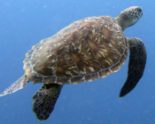 Green turtle, Kuredu Caves, Lhaviyani Atoll, Maldives. Image.
