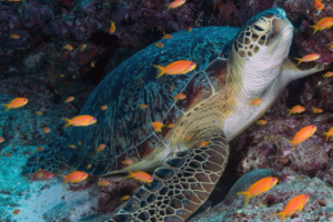 Spätzle, green turtle, adopted for Jutta & Ronsch by Lara Kalisch Green turtle, Kuredu E xpress, Lhaviyani Atoll, Maldives