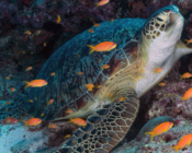 Green turtle, Kuredu E xpress, Lhaviyani Atoll, Maldives