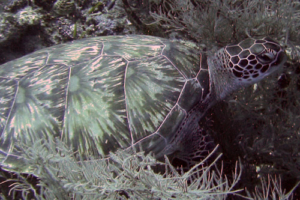 Sencha, green turtle, adopted by Dominique, Colette, Marion & Felix Green turtle, Felivaru Kandu, Lhaviyani Atoll, Maldives. Image.