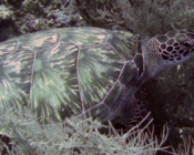 Green turtle, Felivaru Kandu, Lhaviyani Atoll, Maldives. Image.