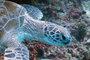 Nolan, green turtle, adopted by Nolan Green turtle, Kuredu Caves, Lhaviyani Atoll, Maldives. Image.