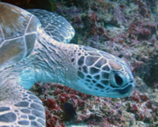 Green turtle, Kuredu Caves, Lhaviyani Atoll, Maldives. Image.