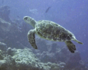 Green turtle, Kuredu Caves, Lhaviyani Atoll, Maldives. Image.