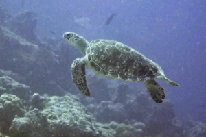 Mailin, green turtle, adopted for Julia & Marco by Sherien Janietz Green turtle, Kuredu Caves, Lhaviyani Atoll, Maldives. Image.