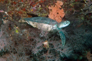Lord Mario of Chingas-Kook, adopted for Joe. Green turtle on reef, Kuredu Express, Lhaviyani Atoll, Maldives. Image.