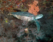 Green turtle on reef, Kuredu Express, Lhaviyani Atoll, Maldives. Image.