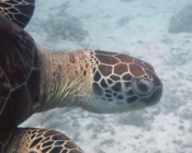 Green turtle, Coral Garden, Lhaviyani Atoll, Maldives. Image.
