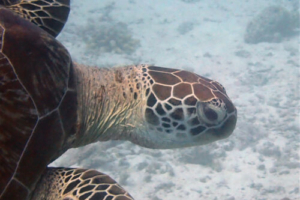 Till, green turtle, adopted for Till by Norbert Kuhnig Green turtle, Coral Garden, Lhaviyani Atoll, Maldives. Image.