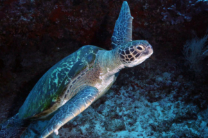 Senan, green turtle, adopted for Breah by Steve Jerger. Green turtle swimming, Lhaviyani Atoll, Maldives. Image.