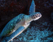 Green turtle swimming, Lhaviyani Atoll, Maldives. Image.