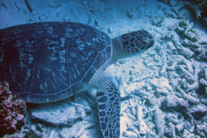 Robert, green turtle, adopted by Justyna Green turtle on reef rubble, Express, Lhaviyani Atoll, Maldives.Image.