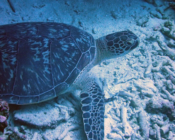 Green turtle on reef rubble, Express, Lhaviyani Atoll, Maldives.Image.