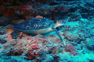 Kahakai, green turtle, adopted fro Savannah by Gilbert Torres Green turtle, Express, Lhaviyani Atoll, Maldives. Image.