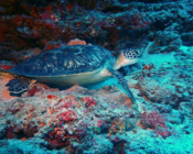 Green turtle, Express, Lhaviyani Atoll, Maldives. Image.