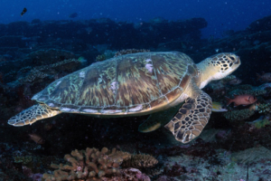 Beartholemew, green turtle, adopted by Mark. Green turtle, Hithadhoo West & Corner, Laamu Atoll, Maldives. Image.