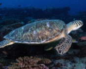 Green turtle, Hithadhoo West & Corner, Laamu Atoll, Maldives. Image.