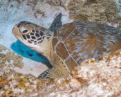 Green sea turtle, Hithadhoo Corner, Laamu Atoll, Maldives. Image.
