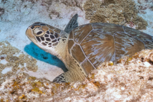 Cotton Club, green, adopted by Tanguy Cotton. Green sea turtle, Hithadhoo Corner, Laamu Atoll, Maldives. Image.
