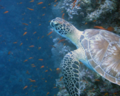 Green turtle surrounded by fish, Lhaviyani Atoll, Maldives. Image.