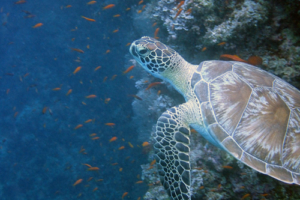 Regine, green turtle, adopted for Regine by Barbara Green turtle surrounded by fish, Lhaviyani Atoll, Maldives. Image.
