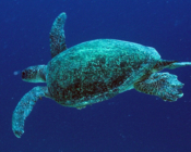 Female green turtle swimming in the blue, Express, Lhaviyani, Maldives. Image.