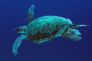 Zephyr, green turtle, adopted by Nanami Shibata Female green turtle swimming in the blue, Express, Lhaviyani, Maldives. Image.