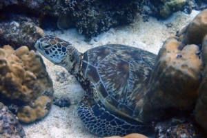 Malio, green turtle, adopted for Malio by Alessandro Franchini. Green turtle, Kanuhura Corner, Lhaviyani Atoll, Maldives. Image.