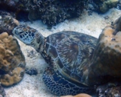Green turtle, Kanuhura Corner, Lhaviyani Atoll, Maldives. Image.