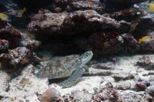 Jingui, green turtle, adopted Green turtle, Hithadhoo Corner, Laamu Atoll, Maldives. Image.