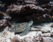Green turtle, Hithadhoo Corner, Laamu Atoll, Maldives. Image.