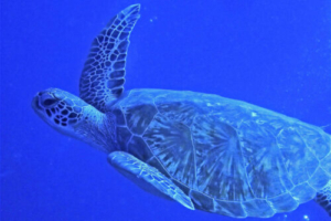 Turtle McTurtleFace, green turtle, adopted by Dr Chris Shivelton Queen. Adopt a turtle. Green turtle, Kuredu Caves, Lhaviyani Atoll, Maldives. Image.