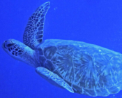 Adopt a turtle. Green turtle, Kuredu Caves, Lhaviyani Atoll, Maldives. Image.