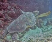 Green turtle, Kuredu Caves, Lhaviyani Atoll, Maldives. Image.