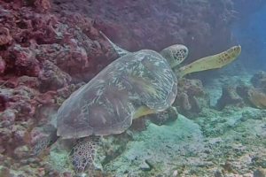 Queen Freddie, green turtle, adopted by Tina. Green turtle, Kuredu Caves, Lhaviyani Atoll, Maldives. Image.