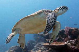 Bill, green turtle, adopted for Bill. Green turtle, Hithadhoo Corner, Laamu Atoll, Maldives. Image.