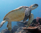 Green turtle, Hithadhoo Corner, Laamu Atoll, Maldives. Image.