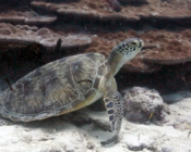 Green turtle, Hithadhoo Corner, Laamu Atoll, Maldives. Image.
