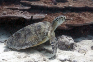 Pepa, green turtle, adopted for Fernando, Guillermo, Beatriz, Jaime, Alvaro and Gonzalo by Araceli De Carlos Sebastian. Green turtle, Hithadhoo Corner, Laamu Atoll, Maldives. Image.