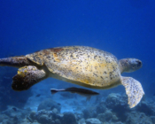 Green turtle, Kukulhu, Lhaviyani Atoll, Maldives. z Image.
