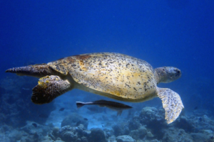 Muck, green turtle, adopted for Norbert by Katrin Adolph Green turtle, Kukulhu, Lhaviyani Atoll, Maldives. z Image.