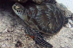 Whisky, green turtle, adopted for Stephanie by A. M. Bush Green turtle, Felivaru Kandu, Lhaviyani Atoll, Maldives. Image.