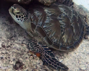 Green turtle, Felivaru Kandu, Lhaviyani Atoll, Maldives. Image.
