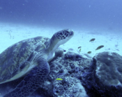 Green turtle, resting on a rock, Felivaru Kandu, Lhaviyani atoll, Maldives. Image.