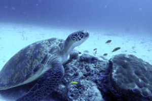 Walburga, green turtle, adopted by Dominik Kellner Green turtle, resting on a rock, Felivaru Kandu, Lhaviyani atoll, Maldives. Image.