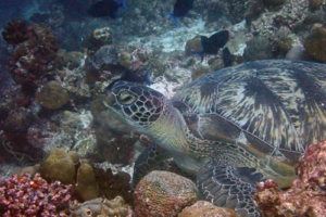 Apollo, green turtle, adopted for Cindy Green turtle, resting in reef, Latheef, Lhaviyani, Maldives. Image.