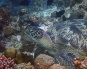 Green turtle, resting in reef, Latheef, Lhaviyani, Maldives. Image.